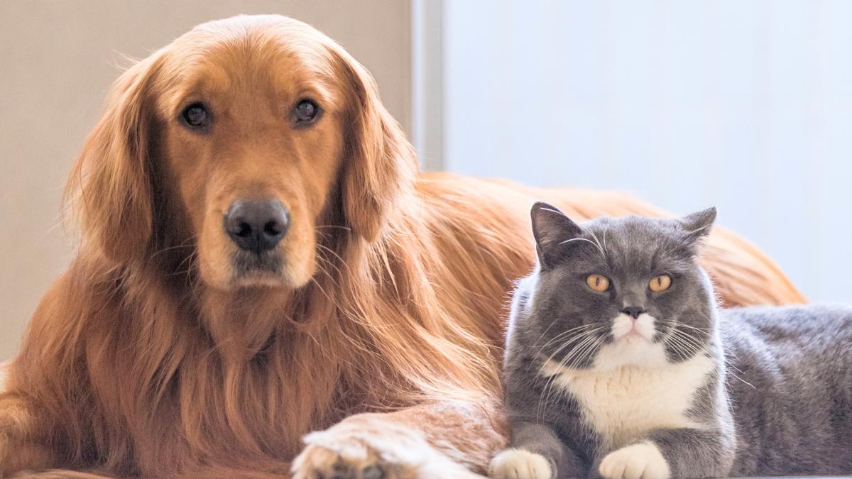 La Ley de Bienestar Animal lo deja claro: estas son las actividades en las que está prohibido utilizar perros y gatos en España