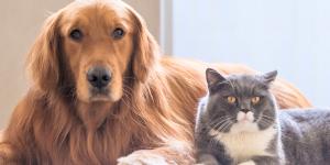 La Ley de Bienestar Animal lo deja claro: estas son las actividades en las que está prohibido utilizar perros y gatos en España