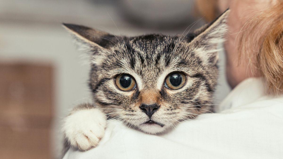La taurina es esencial para los gatos y muchos tutores lo desconocen: esto es lo que ocurre cuando falta en su dieta