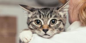 La taurina es esencial para los gatos y muchos tutores lo desconocen: esto es lo que ocurre cuando falta en su dieta