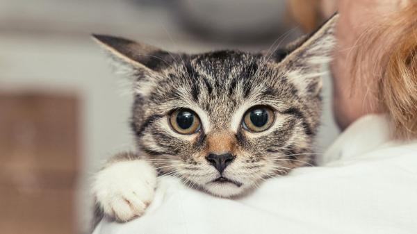 La taurina es esencial para los gatos y muchos tutores lo desconocen: esto es lo que ocurre cuando falta en su dieta