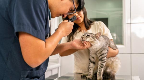 La taurina es esencial para los gatos y muchos tutores lo desconocen: esto es lo que ocurre cuando falta en su dieta - Los beneficios del suplemento de taurina en gatos: visión, corazón y sistema nervioso