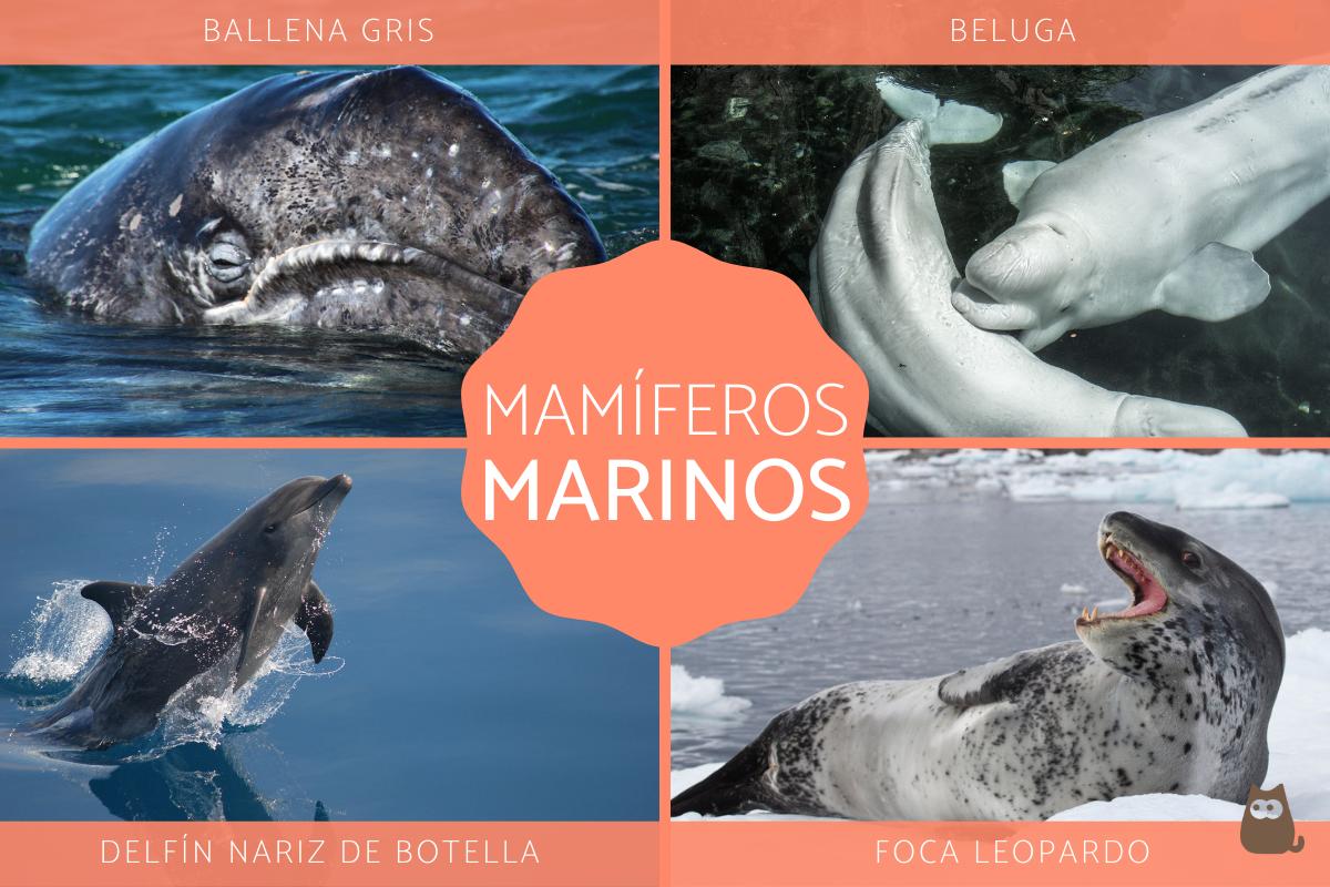 Mamíferos marinos - Características y ejemplos
