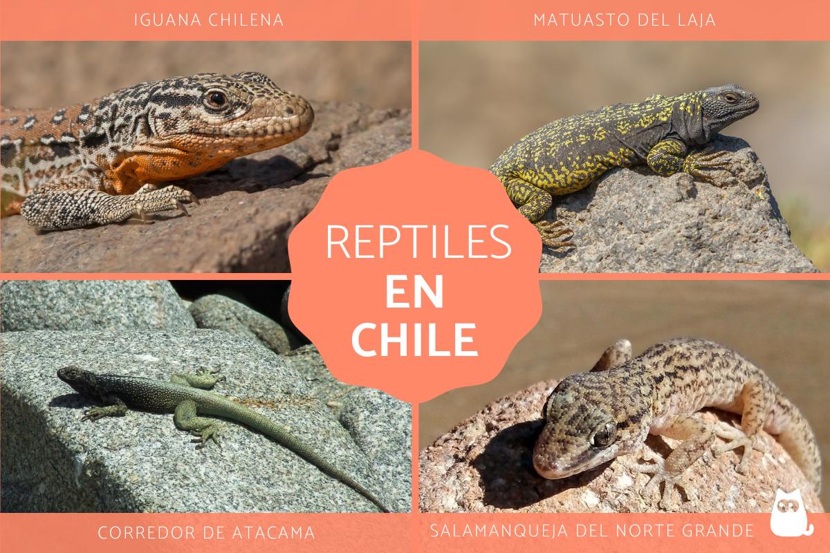 Reptiles de Chile