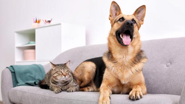 La Ley de Bienestar Animal lo deja claro: estas son las actividades en las que está prohibido utilizar perros y gatos en España - Tampoco pueden utilizarse como premios o reclamos