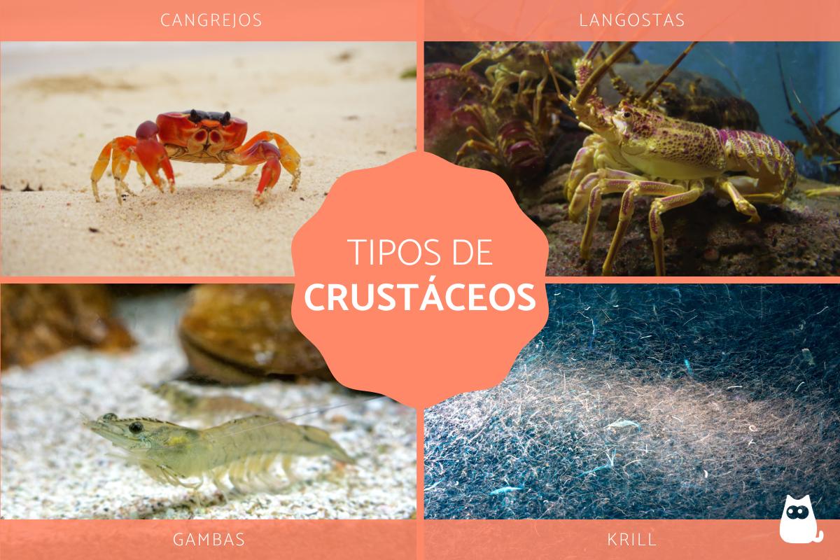 Crustáceos - Ejemplos y características