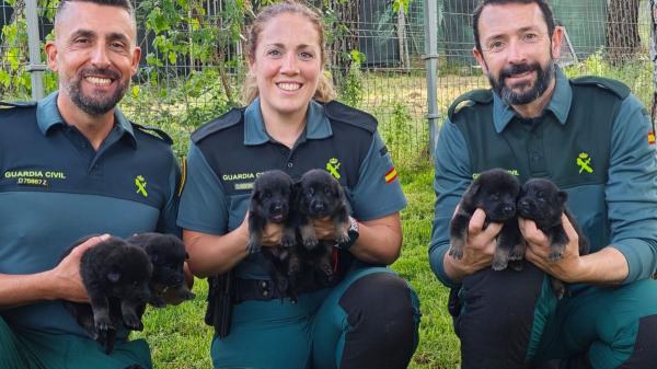 La Guardia Civil busca familias para sus nuevos cachorros y asume todos los gastos: estos son los requisitos para acogerlos durante un año - El Plan Fénix prepara a los cachorros para su futuro trabajo en la Guardia Civil