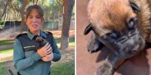 La Guardia Civil busca familias para sus nuevos cachorros y asume todos los gastos: estos son los requisitos para acogerlos durante un año