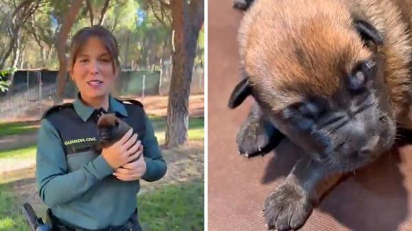 La Guardia Civil busca familias para sus nuevos cachorros y asume todos los gastos: estos son los requisitos para acogerlos durante un año