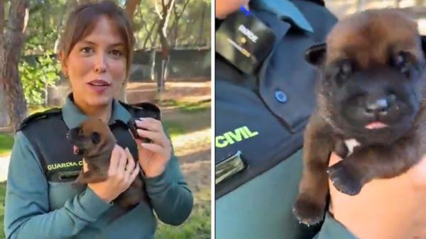 La Guardia Civil busca familias para sus nuevos cachorros y asume todos los gastos: estos son los requisitos para acogerlos durante un año - No tener otros animales y disponer de tiempo: las condiciones para acoger a un cachorro