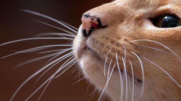 La joya viral que puedes hacer con los bigotes de tu gato (y por qué tanta gente la quiere) - ¿Se caen solos? Lo que debes saber antes de guardar los bigotes de tu gato