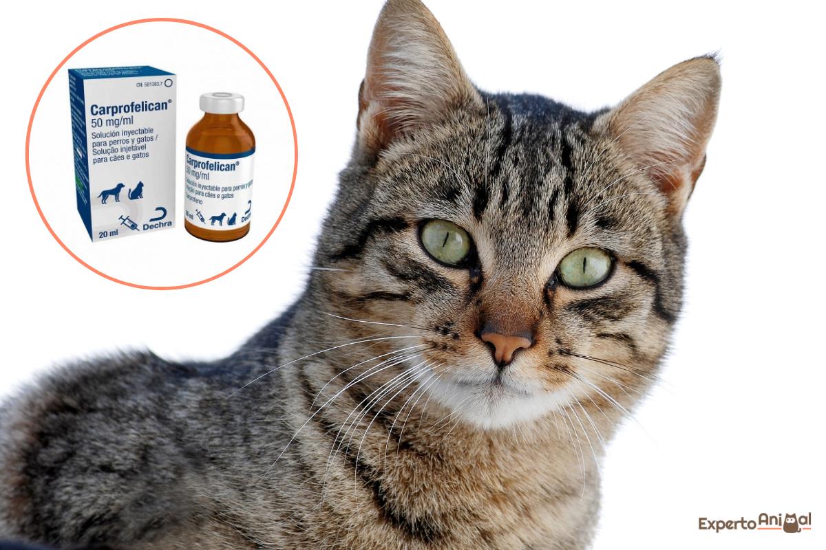 Carprofeno para gatos - Dosis y usos