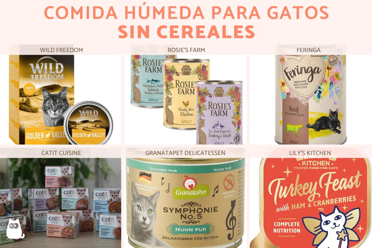 Cómida húmeda para gatos: mejores marcas y recetas caseras