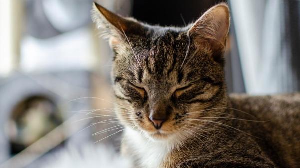 No es sueño: el parpadeo lento es el “te quiero” de los gatos (y así es como debes responderles) - La ciencia detrás del parpadeo lento: el experimento que confirmó que no es cansancio