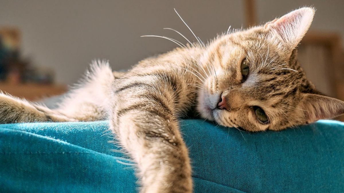 No es sueño: el parpadeo lento es el “te quiero” de los gatos (y así es como debes responderles)