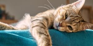 No es sueño: el parpadeo lento es el “te quiero” de los gatos (y así es como debes responderles)