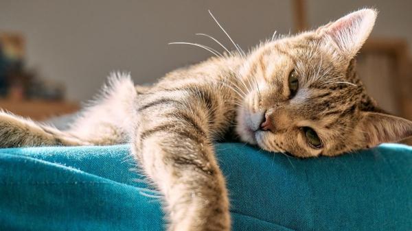 No es sueño: el parpadeo lento es el “te quiero” de los gatos (y así es como debes responderles)