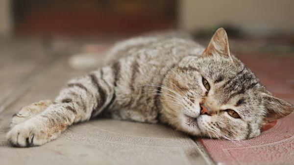 No es sueño: el parpadeo lento es el “te quiero” de los gatos (y así es como debes responderles) - Un gesto de relajación y confianza en el lenguaje felino