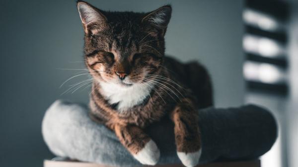 No es sueño: el parpadeo lento es el “te quiero” de los gatos (y así es como debes responderles) - Un pequeño gesto que revela un vínculo profundo