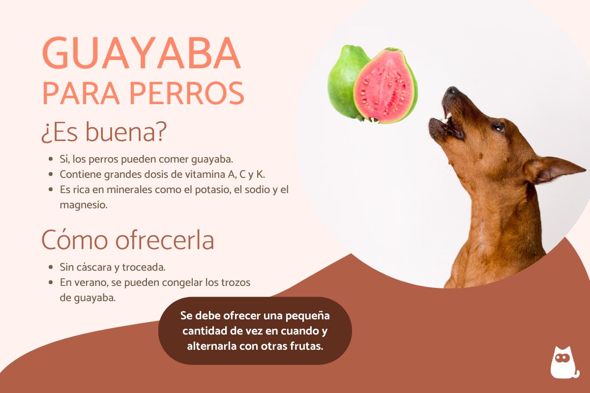 ¿Los perros pueden comer guayaba?