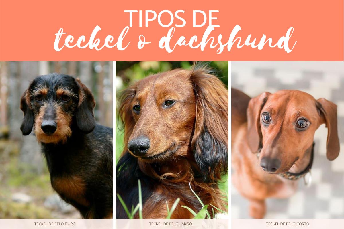 Tipos de teckel o dachshund