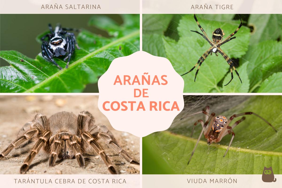Arañas de Costa Rica