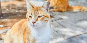 Colonias felinas en España: según la legislación, las ciudades también deben adaptarse a los gatos comunitarios