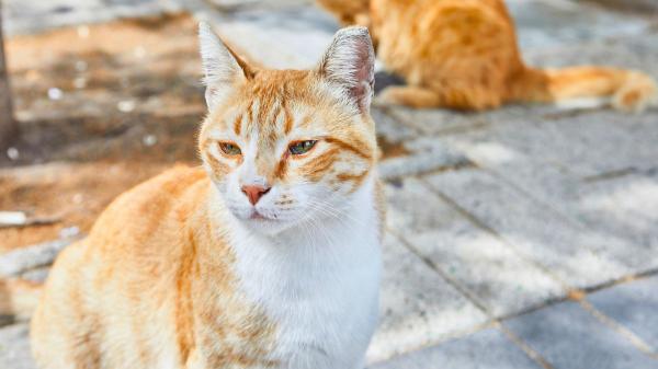 Colonias felinas en España: según la legislación, las ciudades también deben adaptarse a los gatos comunitarios