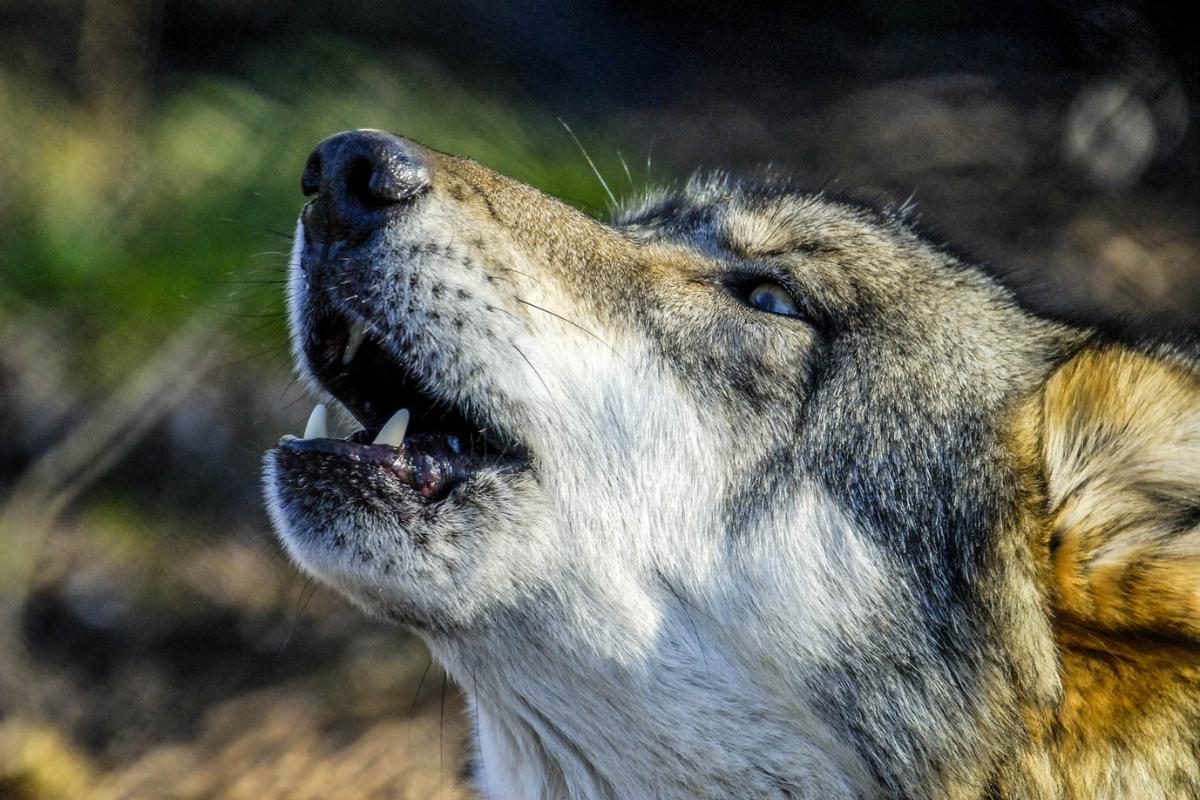 Domesticación del perro - Origen e historia