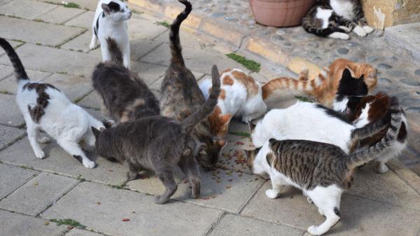 Colonias felinas en España: según la legislación, las ciudades también deben adaptarse a los gatos comunitarios - Qué son las colonias felinas según la ley