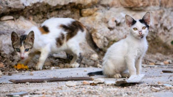 Colonias felinas en España: según la legislación, las ciudades también deben adaptarse a los gatos comunitarios - Una obligación legal en España que todavía se aplica de forma desigual