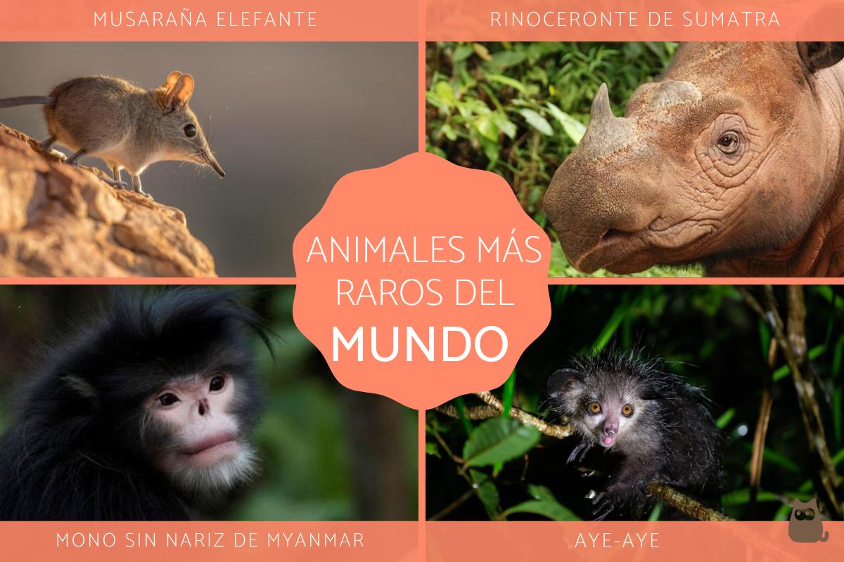 Animales más raros del mundo
