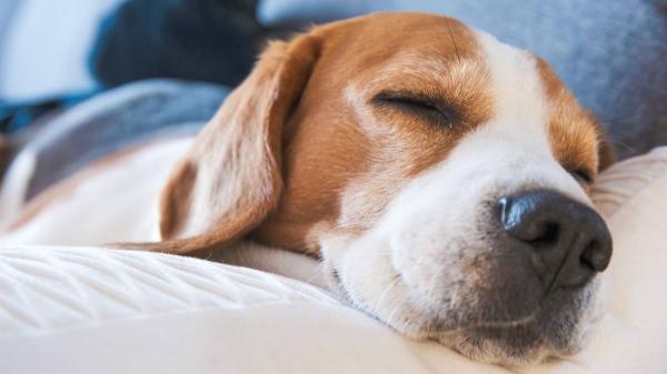 Los veterinarios y etólogos lo tienen claro: “Si tu perro duerme en tu almohada es por tu olor” - La almohada no es un sitio cualquiera: es la zona con mayor carga de tu olor