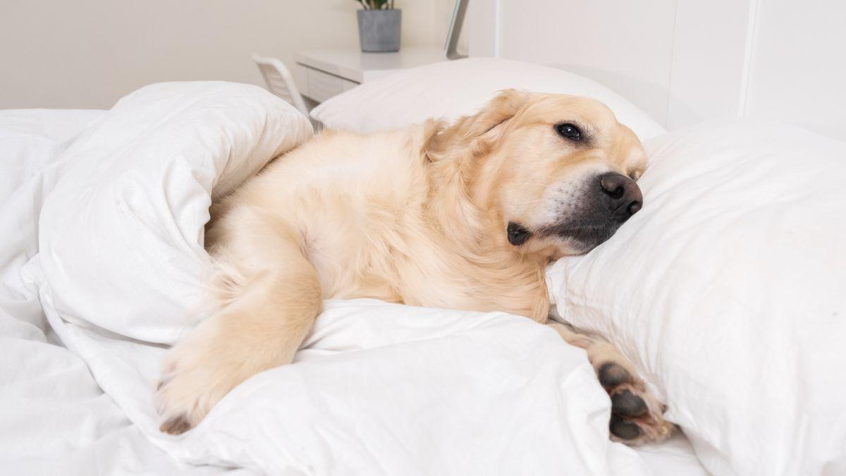 Los veterinarios y etólogos lo tienen claro: “Si tu perro duerme en tu almohada es por tu olor”