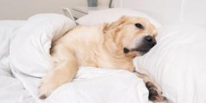 Los veterinarios y etólogos lo tienen claro: “Si tu perro duerme en tu almohada es por tu olor”