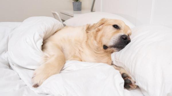 Los veterinarios y etólogos lo tienen claro: “Si tu perro duerme en tu almohada es por tu olor”