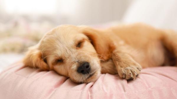 Los veterinarios y etólogos lo tienen claro: “Si tu perro duerme en tu almohada es por tu olor” - Más que una almohada: un punto de vínculo, apego seguro y búsqueda de proximidad