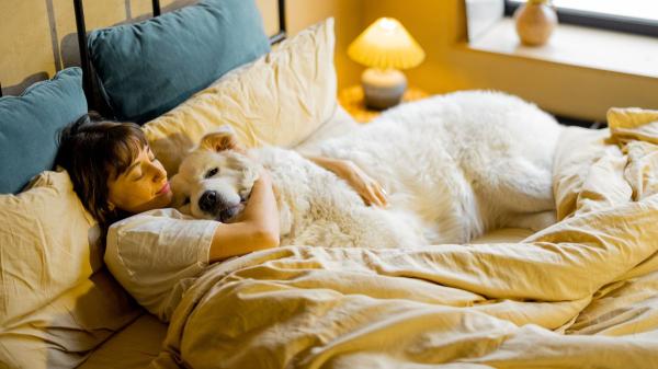 Los veterinarios y etólogos lo tienen claro: “Si tu perro duerme en tu almohada es por tu olor” - Qué ocurre en el cerebro del perro cuando duerme cerca de su humano