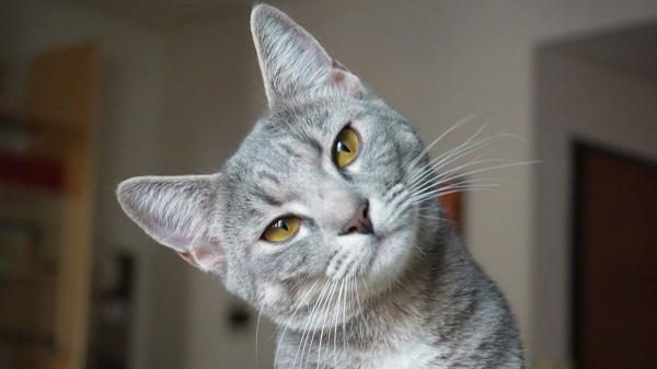 Carlos Gutiérrez, veterinario: “Los gatos grises observan antes de actuar y suelen ser más tranquilos” - Así es la personalidad de los gatos grises, según Carlos Gutiérrez