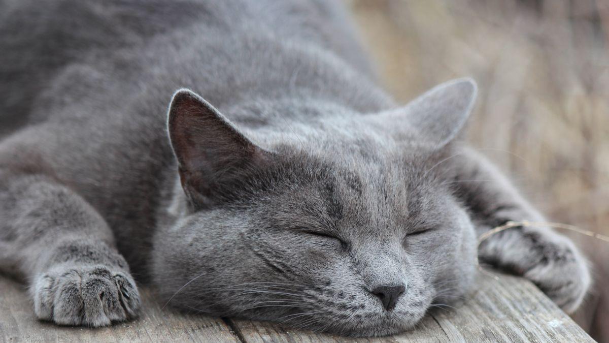 Carlos Gutiérrez, veterinario: “Los gatos grises observan antes de actuar y suelen ser más tranquilos”