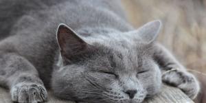 Carlos Gutiérrez, veterinario: “Los gatos grises observan antes de actuar y suelen ser más tranquilos”