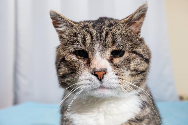 Delgadez en gatos ancianos: causas y qué hacer - 1. Enfermedad renal crónica