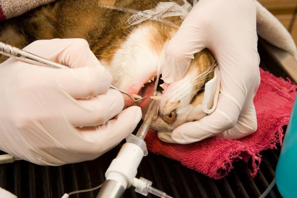 Delgadez en gatos ancianos: causas y qué hacer - 4. Problemas dentales