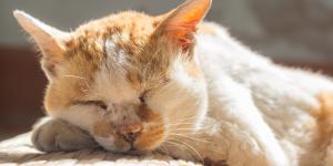 Delgadez en gatos ancianos: causas y qué hacer
