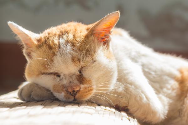 Delgadez en gatos ancianos: causas y qué hacer