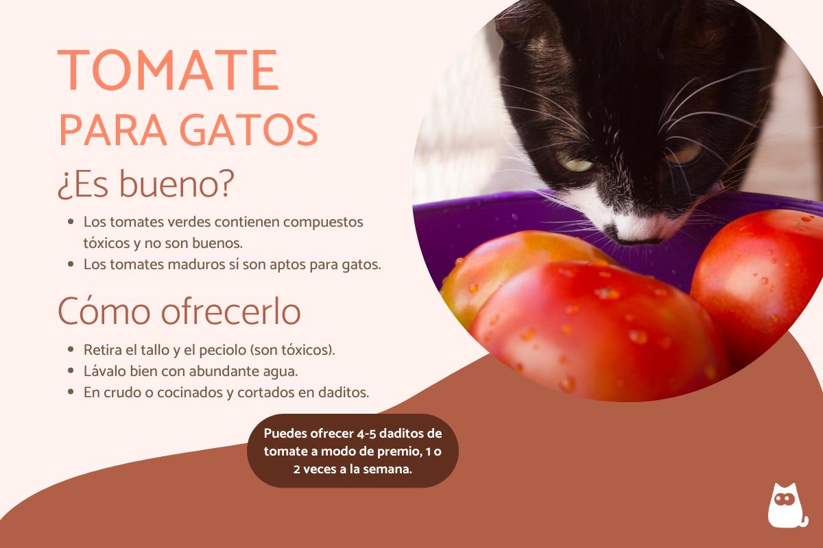 ¿Los gatos pueden comer tomate?