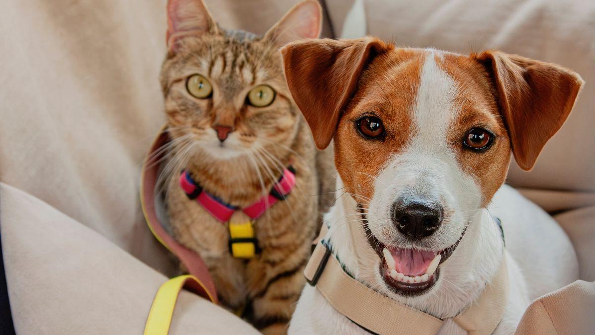 Los pasos que debes seguir con tu perro o gato durante una evacuación por incendio, según los veterinarios