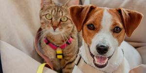 Los pasos que debes seguir con tu perro o gato durante una evacuación por incendio, según los veterinarios
