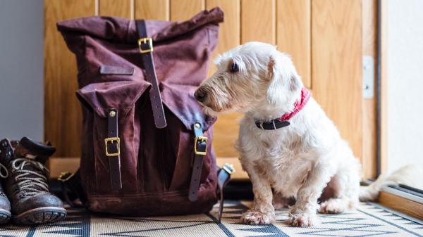 Los pasos que debes seguir con tu perro o gato durante una evacuación por incendio, según los veterinarios - Primero, prepara una mochila de emergencia para tu perro o gato