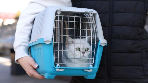 Los pasos que debes seguir con tu perro o gato durante una evacuación por incendio, según los veterinarios - Segundo, la evacuación: así debes sacar a tu perro o gato de casa si hay un incendio